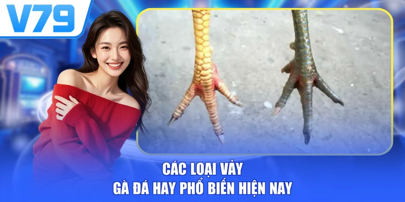 Các loại vảy gà đá hay phổ biến hiện nay